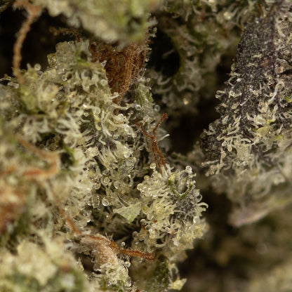 Nighttime Nirvana - Jelly Breath-04