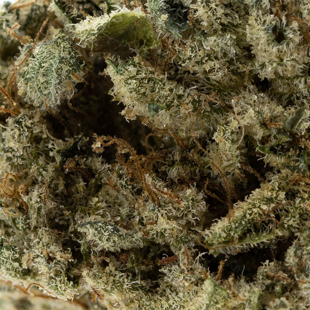 Jet Fuel-03