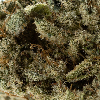 Jet Fuel-03