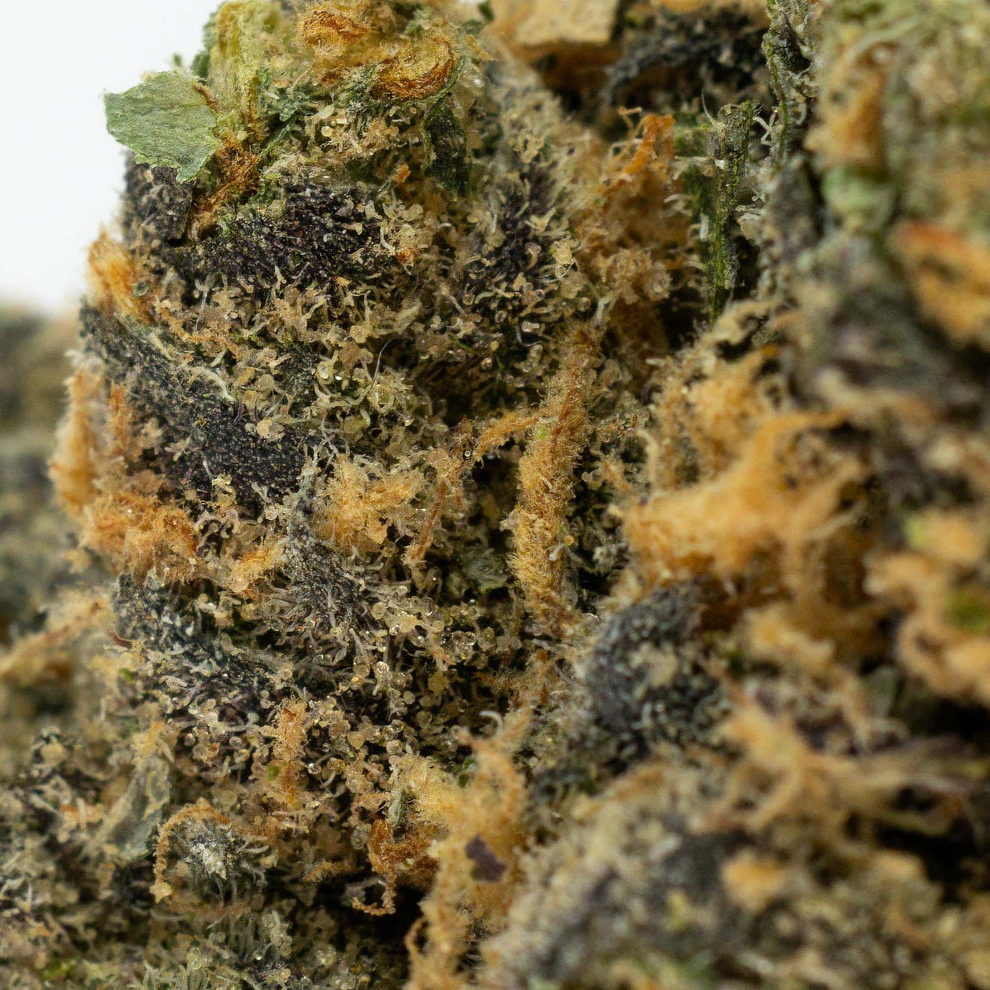 Harmony Haze - Lemon Cherry Gelato-03