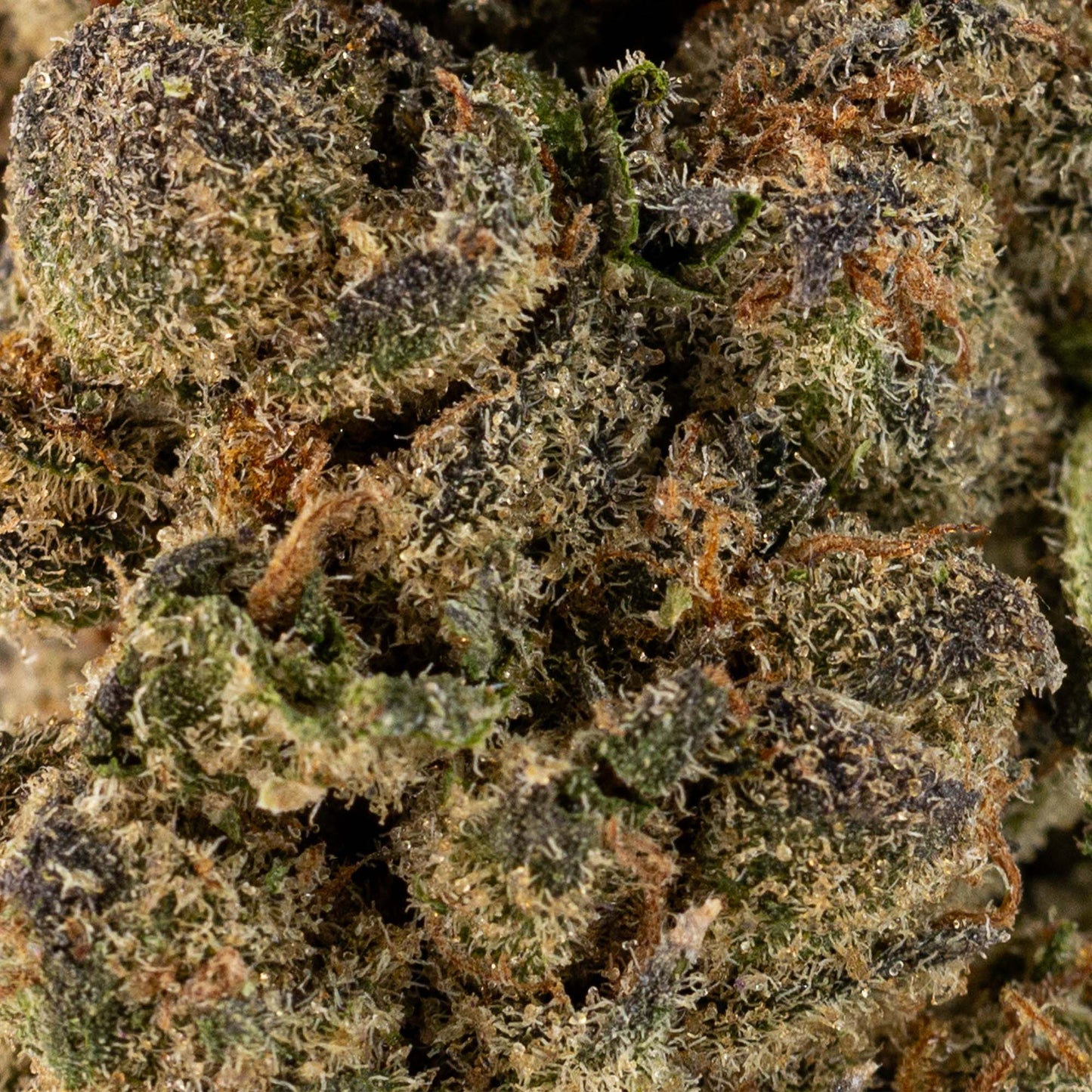 Mac Fritter-03