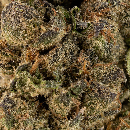Mac Fritter-03