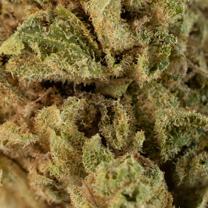 Mac OG-03
