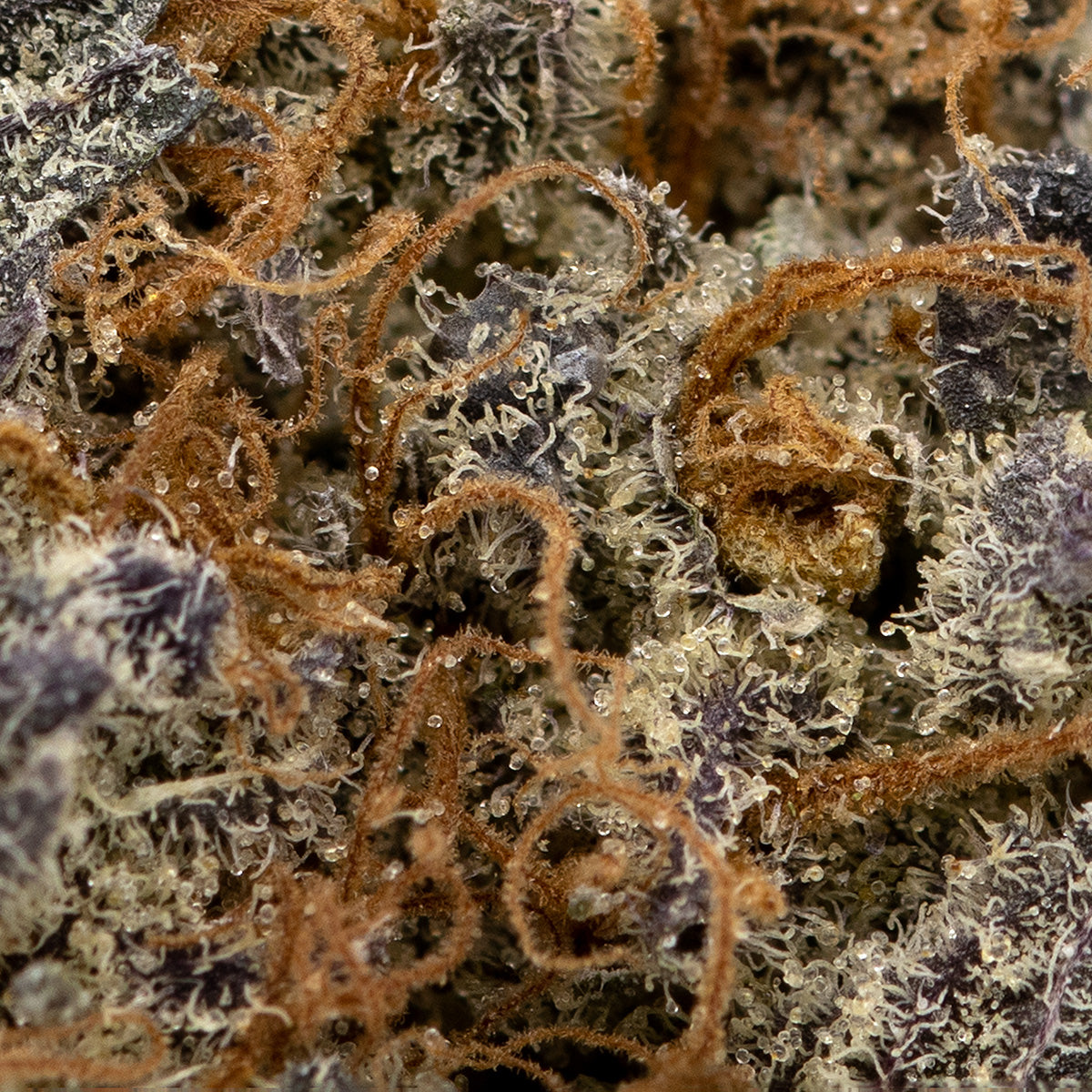 Mandarin Cookies-03