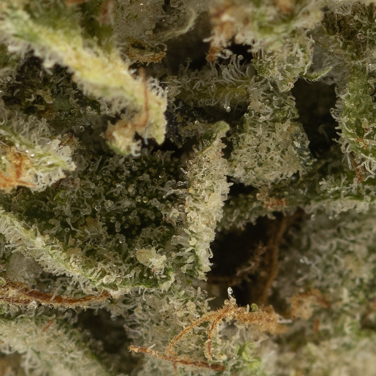 Mendoz Stomper-04