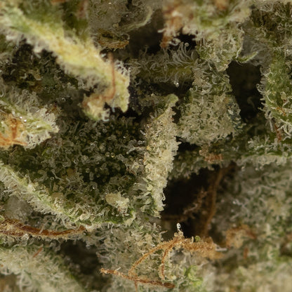 Mendoz Stomper-04