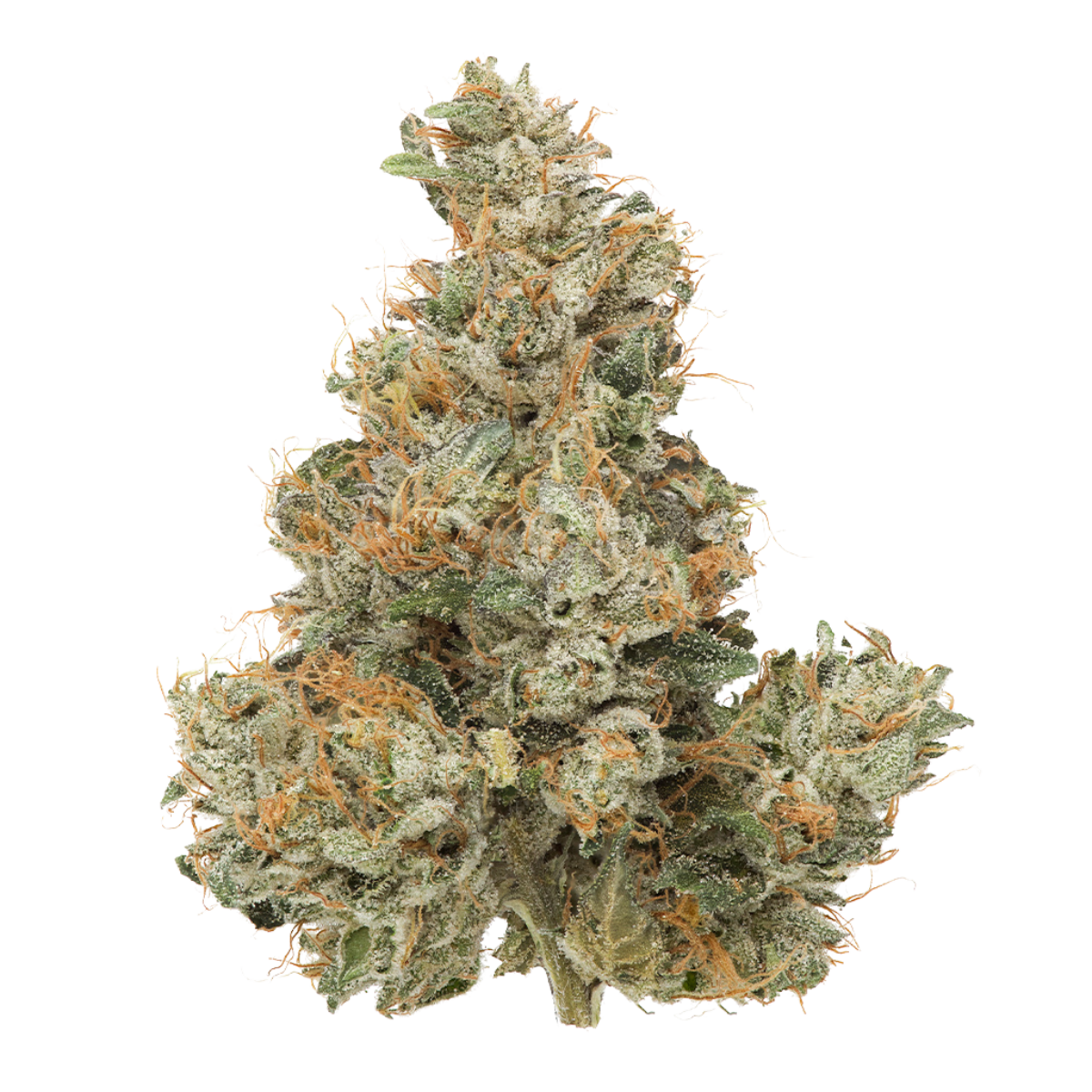 Pemberton Pink-01