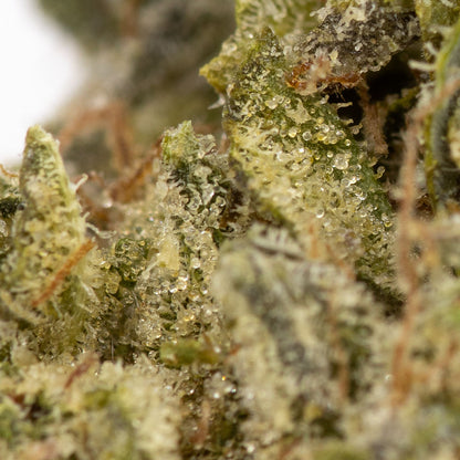 Pink Kush-03