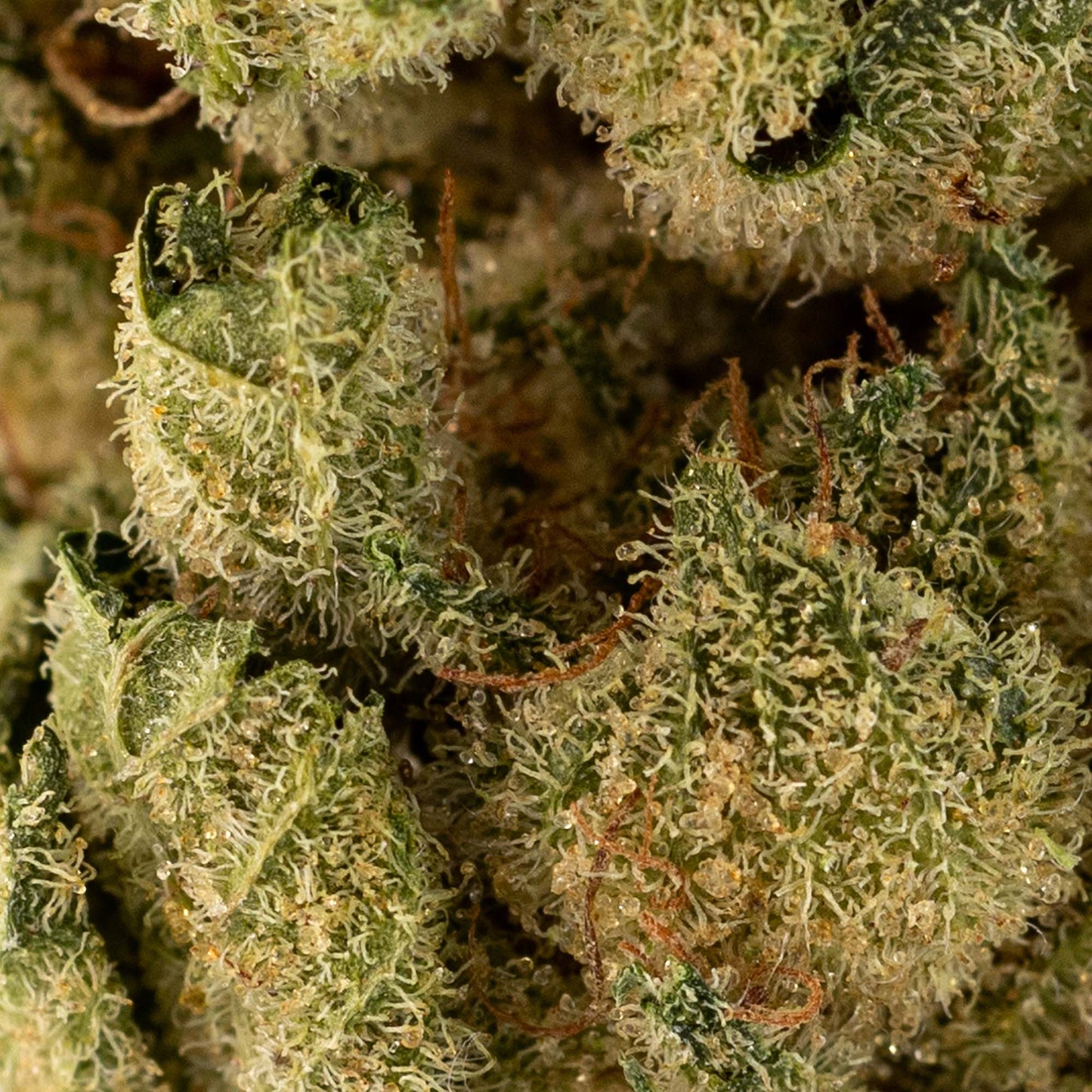 Platinum Kush Breath-03