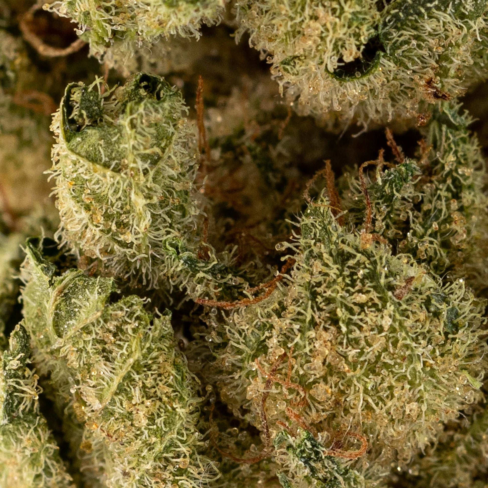 Platinum Kush Breath-03