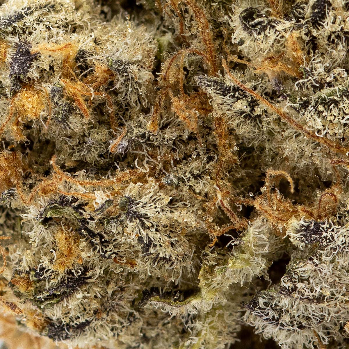 Sherb Breath-03