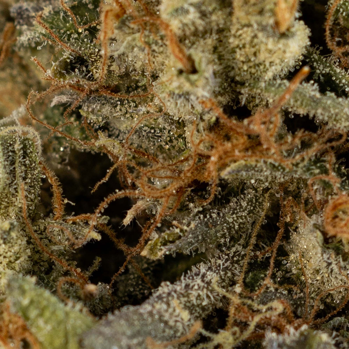 Triangle Kush-03