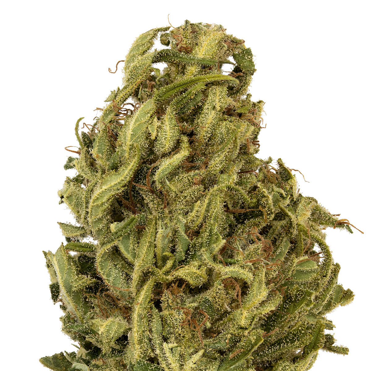 Umpqua CBD-02