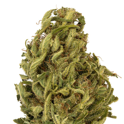 Umpqua CBD-02