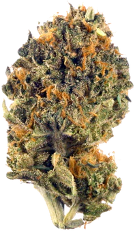 Grease Monkey-01