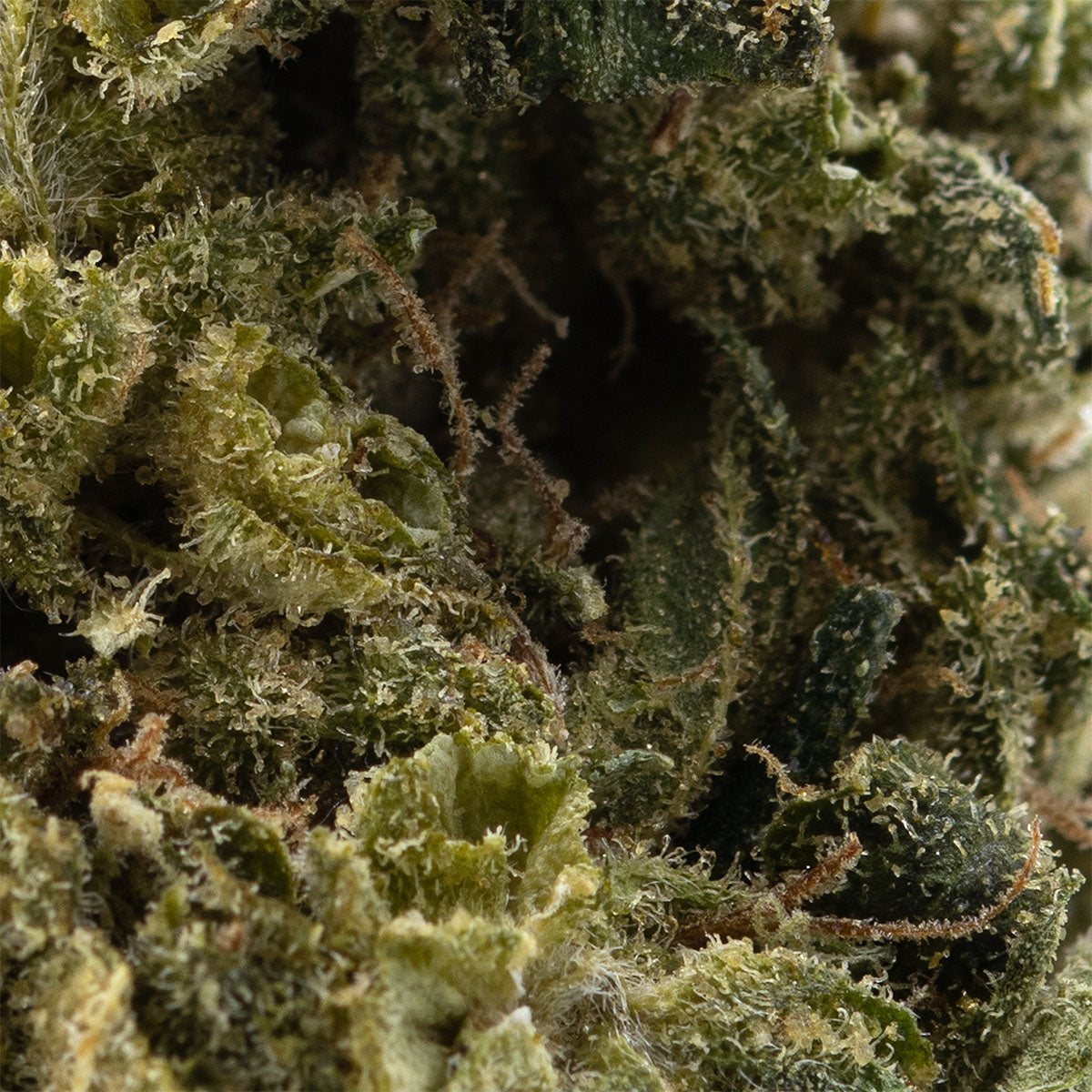 Zweet Cherry OG Limited-03