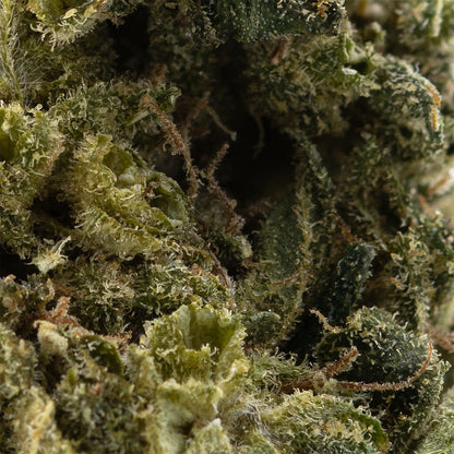 Zweet Cherry OG Limited-03
